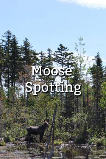 Moose Spotting in Maine
