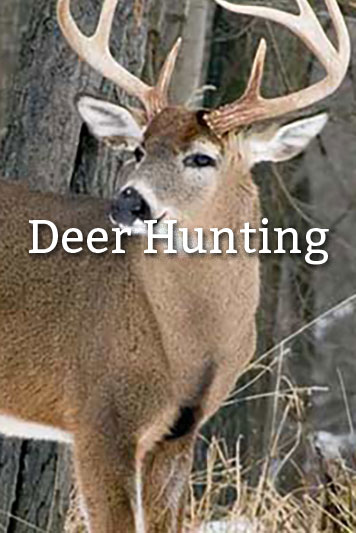 Guided Deer Hunting