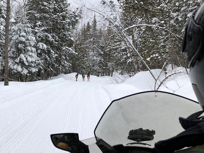 deer on the snowmobile trail