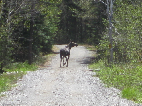 Moose on the ATV trail near Northern Outdoors Adventure Resort