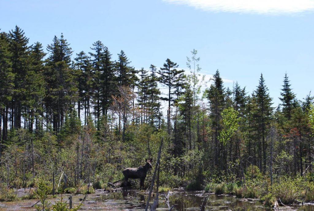 Moose in a swamp in Maine