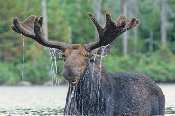 Maine moose in the water