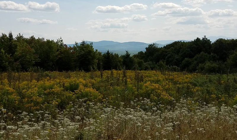 Mountain Views, Goldenrod on the Trails