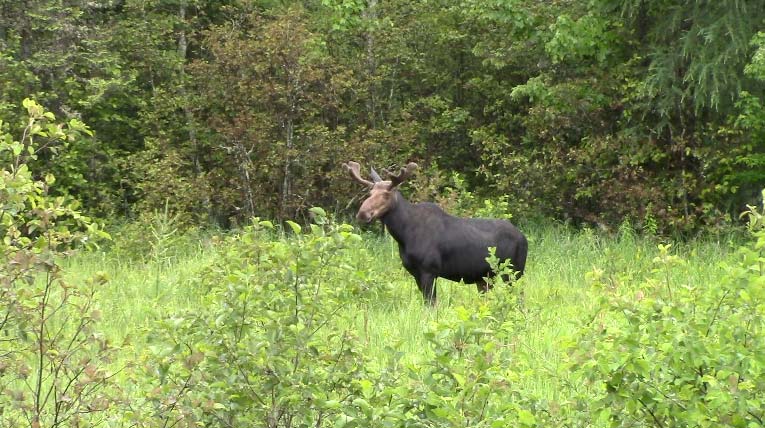 Bull moose in shrubbery in the Maine woods