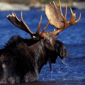 Big_Moose_Moose_Watching