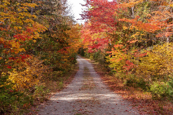 Dirt Road Foliage